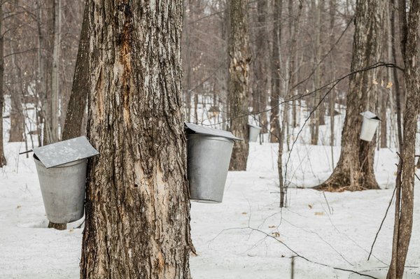 Découvrez la magie de la cabane perchée de rose parmi les arbres